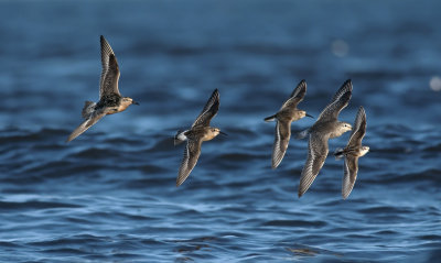 Curlew Sandpiper  5997.jpg