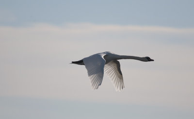 Mute Swan  6382.jpg