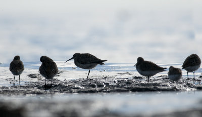 Curlew Sandpiper  6696.jpg