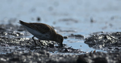 Dunlin  6828.jpg