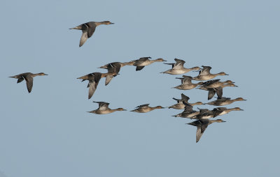 Pintail