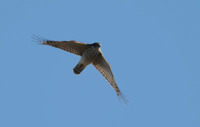 Sparrowhawk  7295.jpg