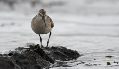 Curlew Sandpiper  7736.jpg