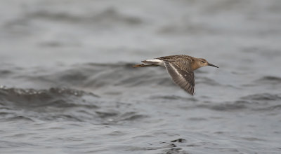 Ruff 8187.jpg