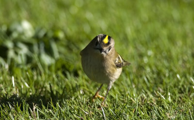 Goldcrest  8542.jpg