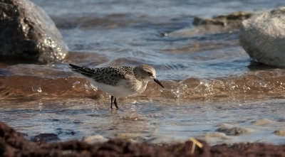 Bairds Sandpiper  8861.jpg