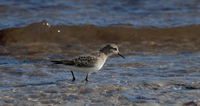 Bairds Sandpiper  8888.jpg