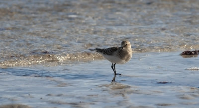 Bairds Sandpiper  8901.jpg