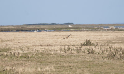 Pallid Harrier  9936.jpg