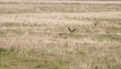 Pallid Harrier  9941.jpg