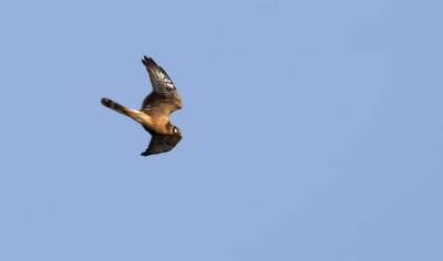 Pallid Harrier  9977.jpg