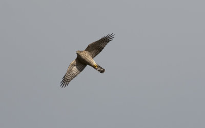 Sparrowhawk  9573.jpg