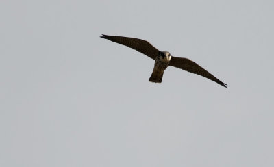 Hobby 9583.jpg