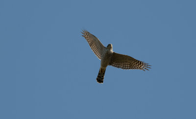 Sparrowhawk  9737.jpg