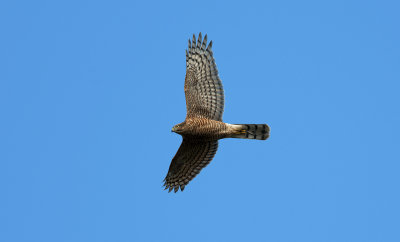 Sparrowhawk  9797.jpg
