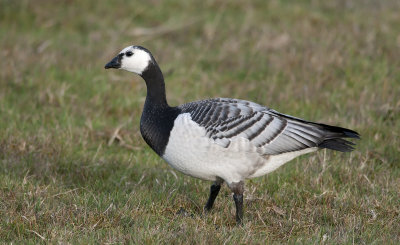 Barnacle Goose  0376.jpg