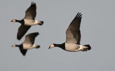 Barnacle Goose  0422.jpg