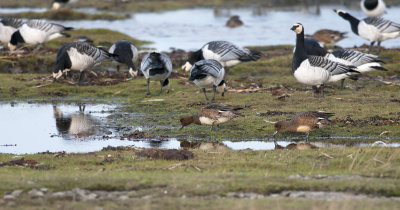 Wigeon  0436.jpg