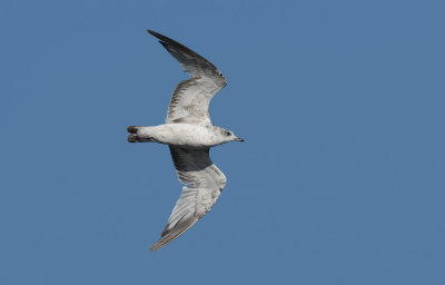 Common Gull 6655.jpg