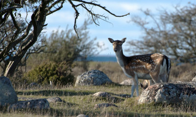 Dama dama 0046.jpg