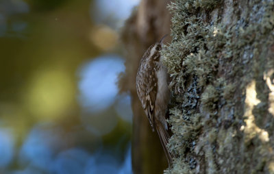 Treecreeper  0095.jpg