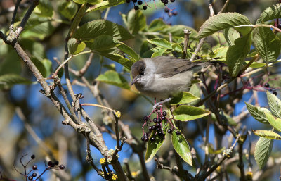 Blackcap  0663.jpg