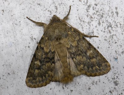 2782 Dasypolia templi 0394.jpg