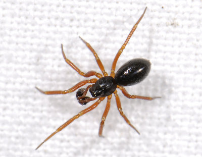 spider2140.jpg