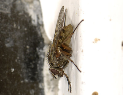 Phaonia tuguriorum  2257.jpg