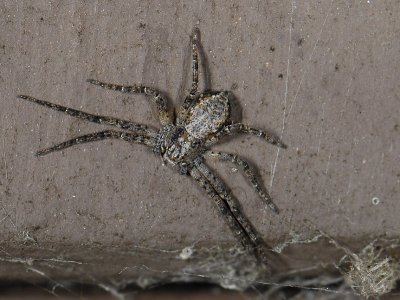 spider2438.jpg