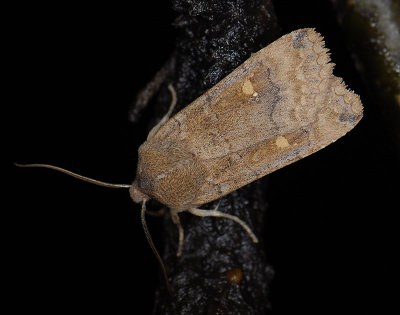 2776 Eupsilia transversa 2447.jpg