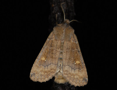 2776 Eupsilia transversa 2458.jpg