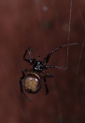 spider2464.jpg