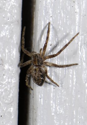 spider2474.jpg