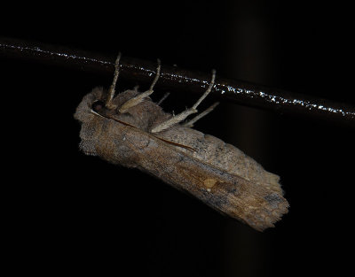 2776 Eupsilia transversa 2502.jpg
