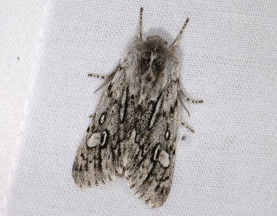 2714   Brachionycha nubeculosa  2534.jpg