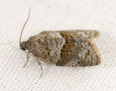 1322 Syndemis musculana 4867.jpg