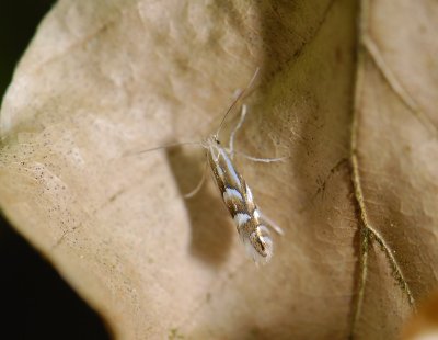 0367   Phyllonorycter maestingella  5002.jpg