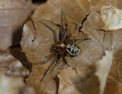 Xysticus lanio  5007.jpg
