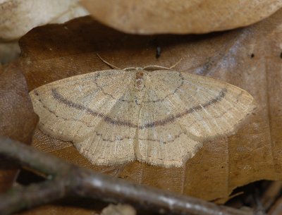 2289   Cyclophora linearia  5128.jpg