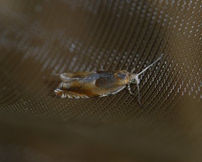 1543 Ancylis mitterbacheriana 5134.jpg