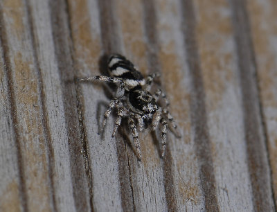 spider  5139.jpg