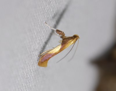 0317   Caloptilia robustella  5214.jpg