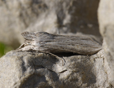 2688   Cucullia umbratica  5237.jpg