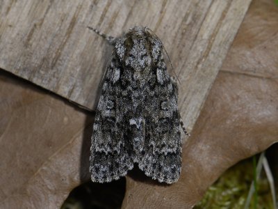 2569 Acronicta rumicis 5234.jpg