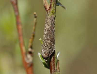 1256 Acleris hastiana 5263.jpg