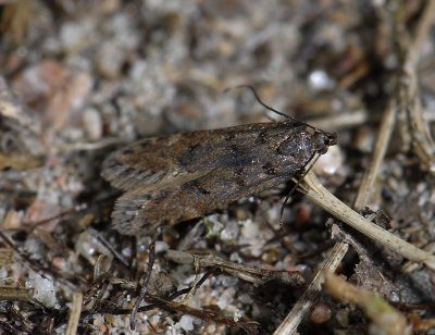 1035 Prolita solutella 5370.jpg