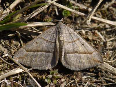 2328   Scotopteryx mucronata  5400.jpg