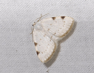 2252   Lomographa bimaculata  5562.jpg