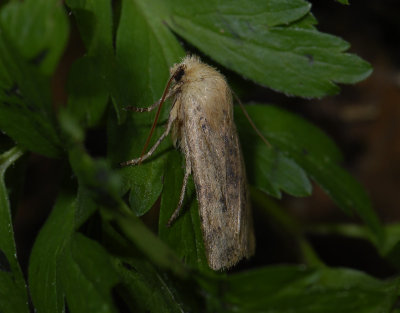 2762 Conistra rubiginea 5579.jpg